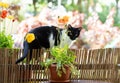 Cat on the balcony