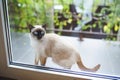 Cat at Balcony