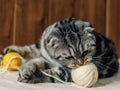 A cat with a ball of yarn