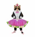 Cat in ballet dancer clothes