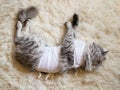 Cat with bandages recovering from surgery for sterilization