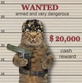 Cat in a bandana holds a gun 2 Royalty Free Stock Photo