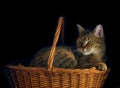 Cat in basket Royalty Free Stock Photo