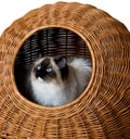 Cat in basket Royalty Free Stock Photo