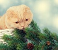 Cat in a basket with cristmass tree Royalty Free Stock Photo