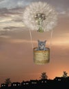 Cat in basket of dandelion balloon 3