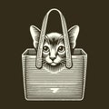 Cat in a Basket - A Detailed Black and White Illustration Royalty Free Stock Photo