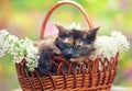 Cat in a basket with lilac flowers