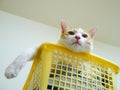Funny cat in basket Royalty Free Stock Photo