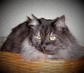 Persian grey cat in a basket