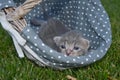 Cat on basket Royalty Free Stock Photo