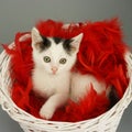 Cat in basket Royalty Free Stock Photo