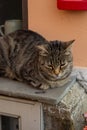 cat bastards outdoors summer day close-up Royalty Free Stock Photo