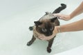 Cat bath. Wet cat.Cat does not like to wash in the bathroom Royalty Free Stock Photo