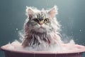 cat in bathroom. Bathing process, frightened wet cat, hygiene procedures. Pet care