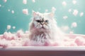 cat in bathroom. Bathing process, frightened wet cat, hygiene procedures. Pet care