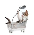 Cat in a bathtube with the shower Royalty Free Stock Photo