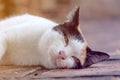 The cat be sleepy on the ground. Royalty Free Stock Photo