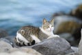 Cat in the beach Royalty Free Stock Photo