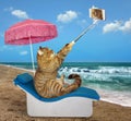 Cat on the beach chair