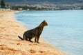 Cat looks at the sea