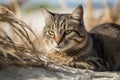 Cat beach sand closeup. Generate Ai Royalty Free Stock Photo