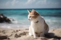 Cat beach sand sunny. Generate Ai Royalty Free Stock Photo