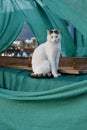 Cat beach shelter Royalty Free Stock Photo