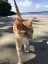 Cat beach Tobago Royalty Free Stock Photo