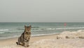 A cat by the beach