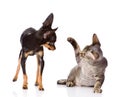 The cat beats a paw on a nose of a dog. isolated o
