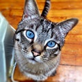 Cat beautiful blue eyes Royalty Free Stock Photo