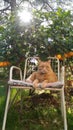 A lovely cat with beautiful eyes sitting on a chair under a lemon plant. Royalty Free Stock Photo