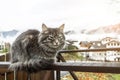 Cat Beautiful fluffy gray is sitting on the fence. frosty morning in mountains. close-up gray fluffy Persian kitty Maine coon