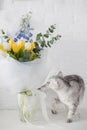 Cat and beautiful yellow blue bouquet Royalty Free Stock Photo