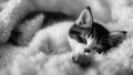 cat on the bed black and white photo Cute little red kitten sleeps on fur white blanket