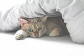 Cat in bed Royalty Free Stock Photo