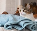 Cute cat rsting on a blue blanket Royalty Free Stock Photo