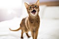 Abyssin Cat in the bedroom at home Royalty Free Stock Photo