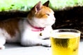 Cat and beer in summer relax concept Royalty Free Stock Photo