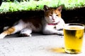 Cat and beer in summer relax concept Royalty Free Stock Photo