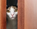 Cat behind ajar door