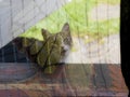 Cat behind anti insects mesh