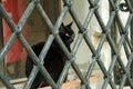 Cat behind bars, Venice Royalty Free Stock Photo