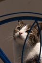 Cat behind a blue wheel looking towards the sun hunting in the afternoon Royalty Free Stock Photo