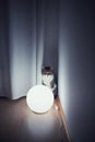 Cat behind floor lamp