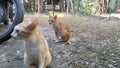 cat behind a rented house