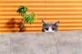 Cat behind sofa against orange background Royalty Free Stock Photo