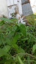 Cat behind wildgrass