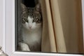 Cat behind window Royalty Free Stock Photo